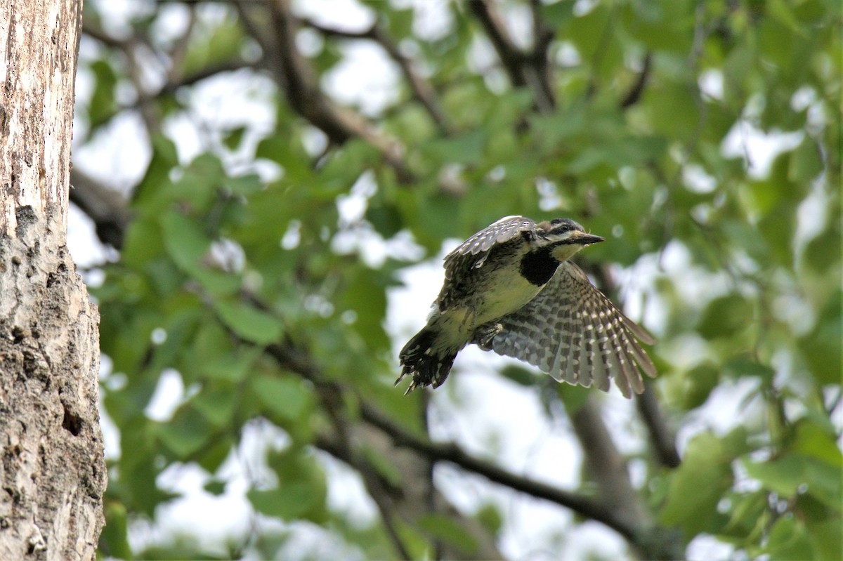 Yellow-bellied Sapsucker - ML595832381