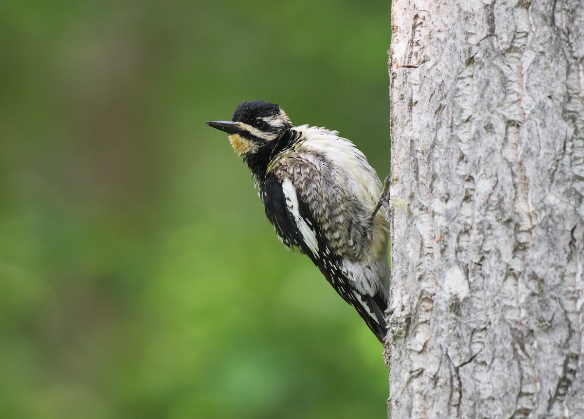 Yellow-bellied Sapsucker - ML595832411