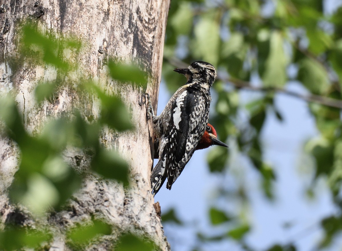 Yellow-bellied Sapsucker - ML595832421