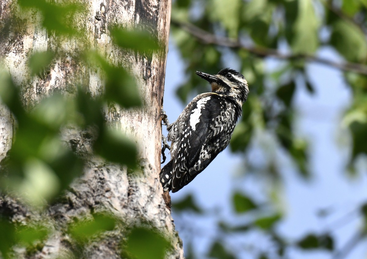 Yellow-bellied Sapsucker - ML595832431