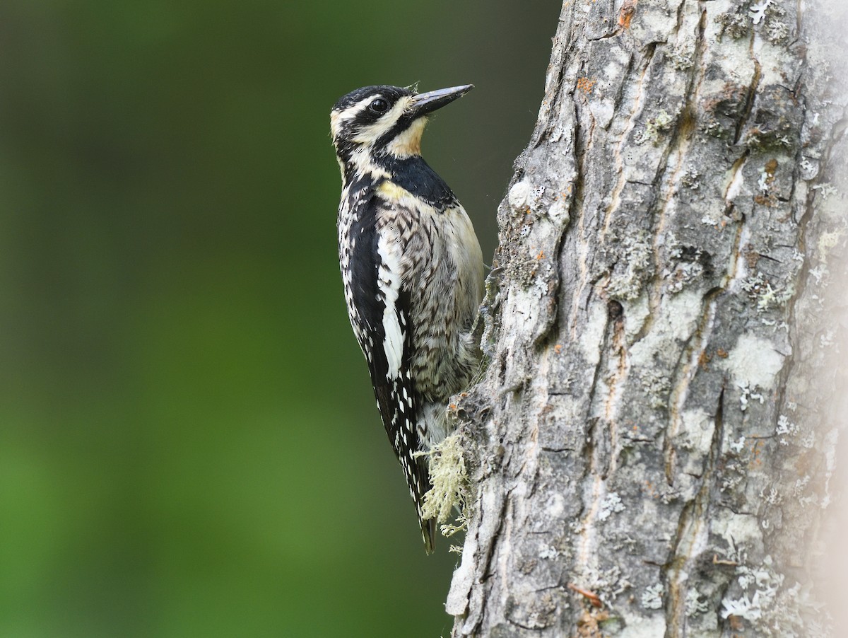 Yellow-bellied Sapsucker - ML595832441