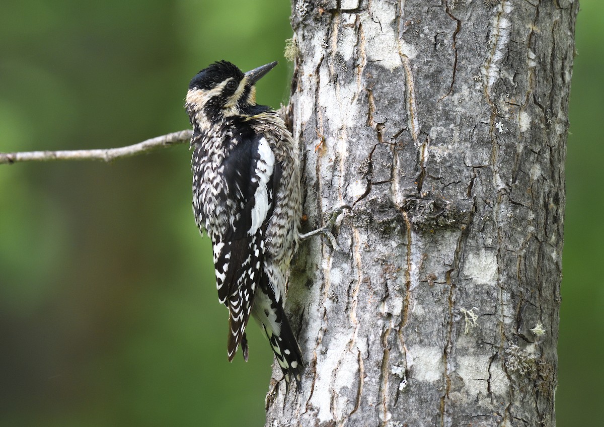 Yellow-bellied Sapsucker - ML595832561