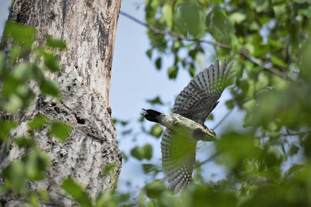 Yellow-bellied Sapsucker - ML595832601