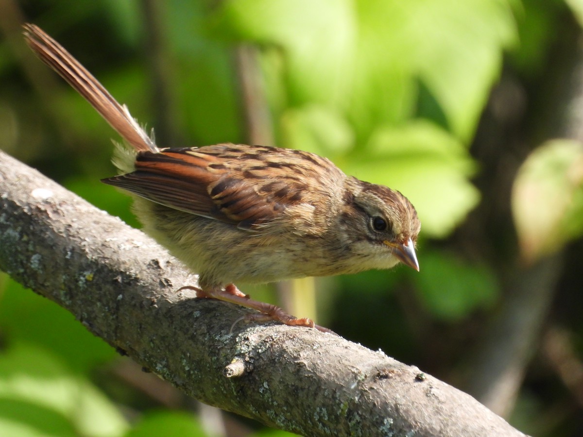 Swamp Sparrow - ML595832701