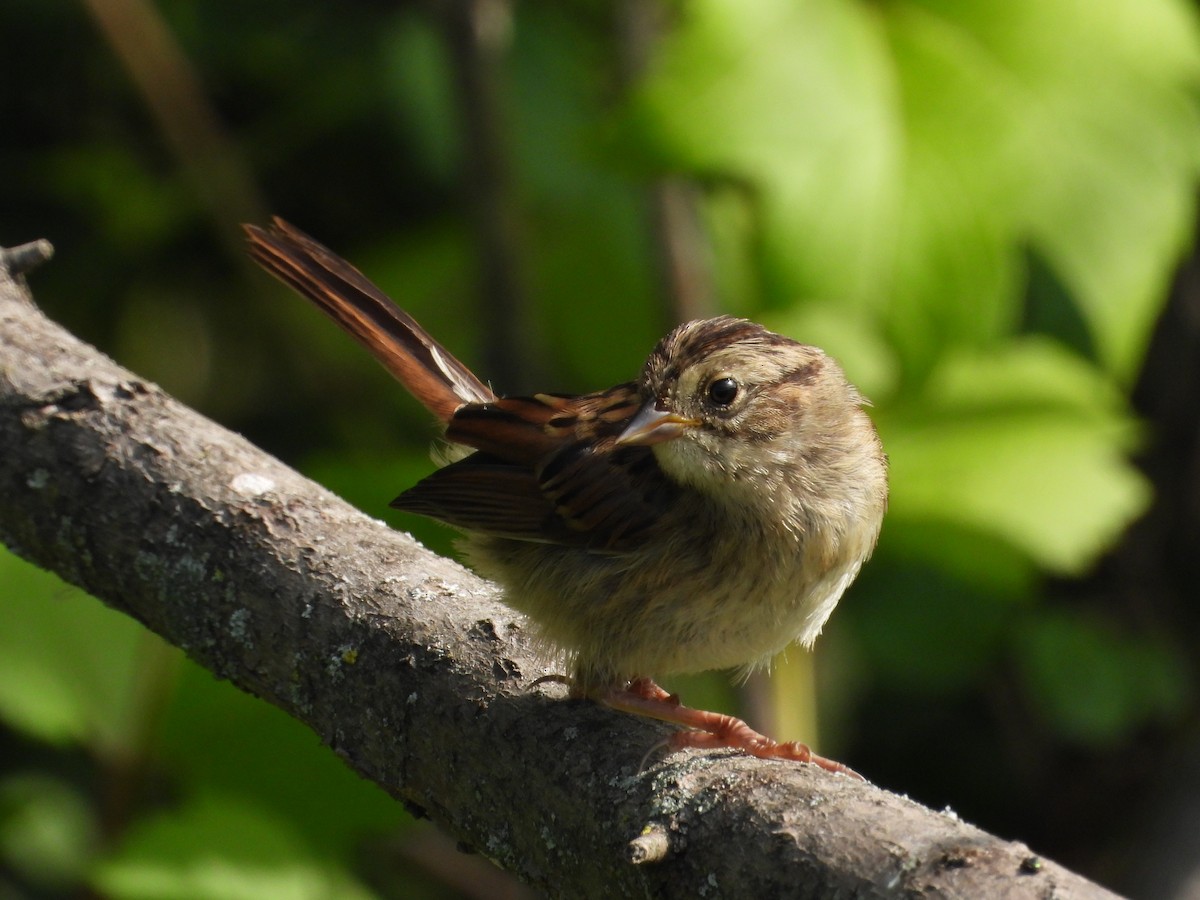 Swamp Sparrow - ML595832711
