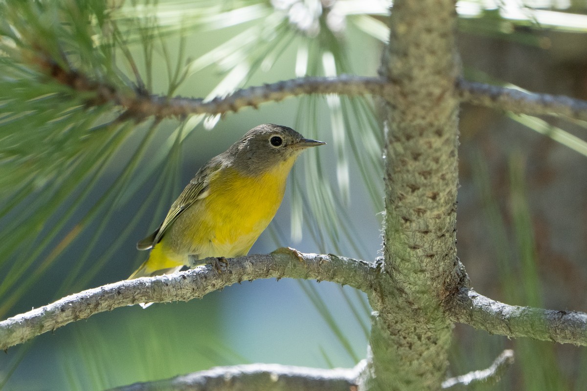 Nashville Warbler - Marcel Holyoak