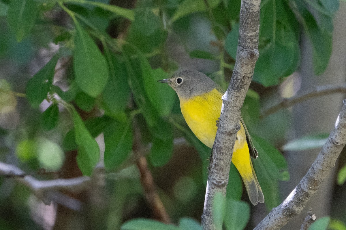 Nashville Warbler - ML595832881