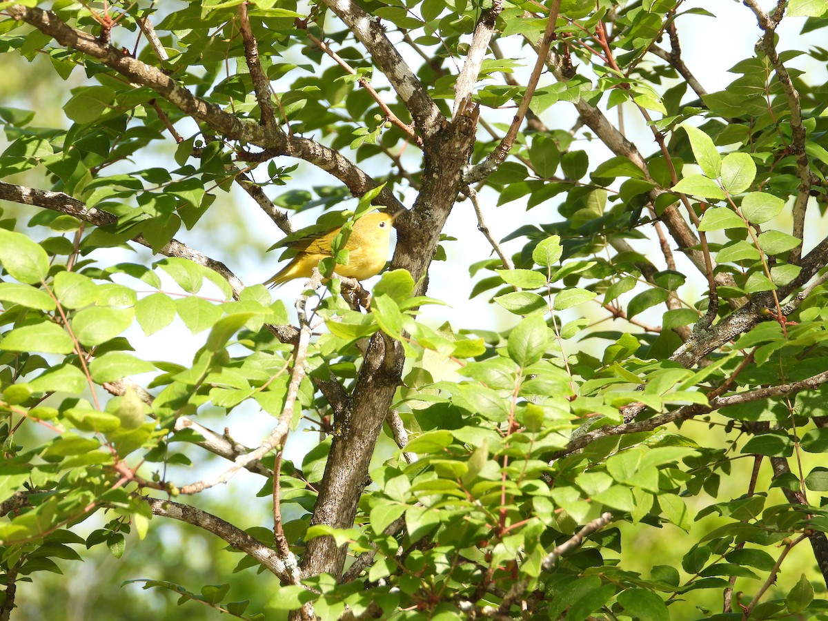 Yellow Warbler - ML595832921