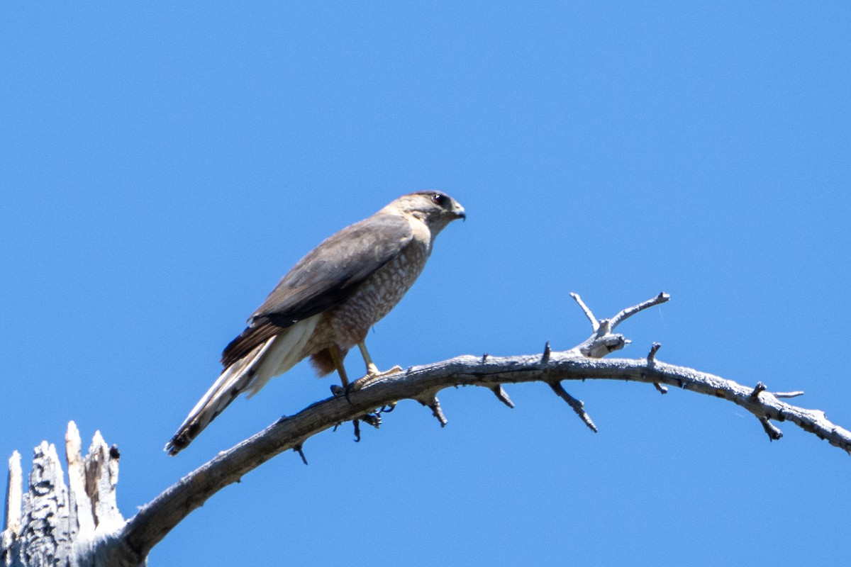 Cooper's Hawk - Marcel Holyoak