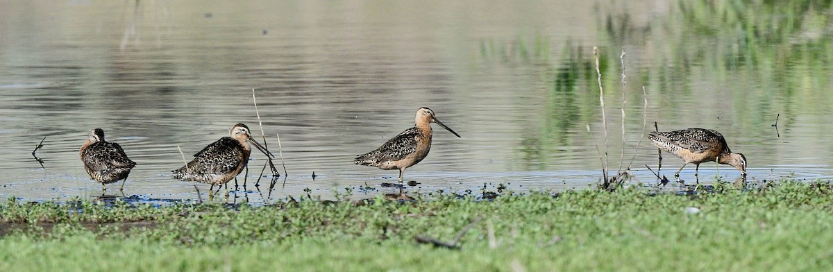 Long-billed Dowitcher - Norman Eshoo