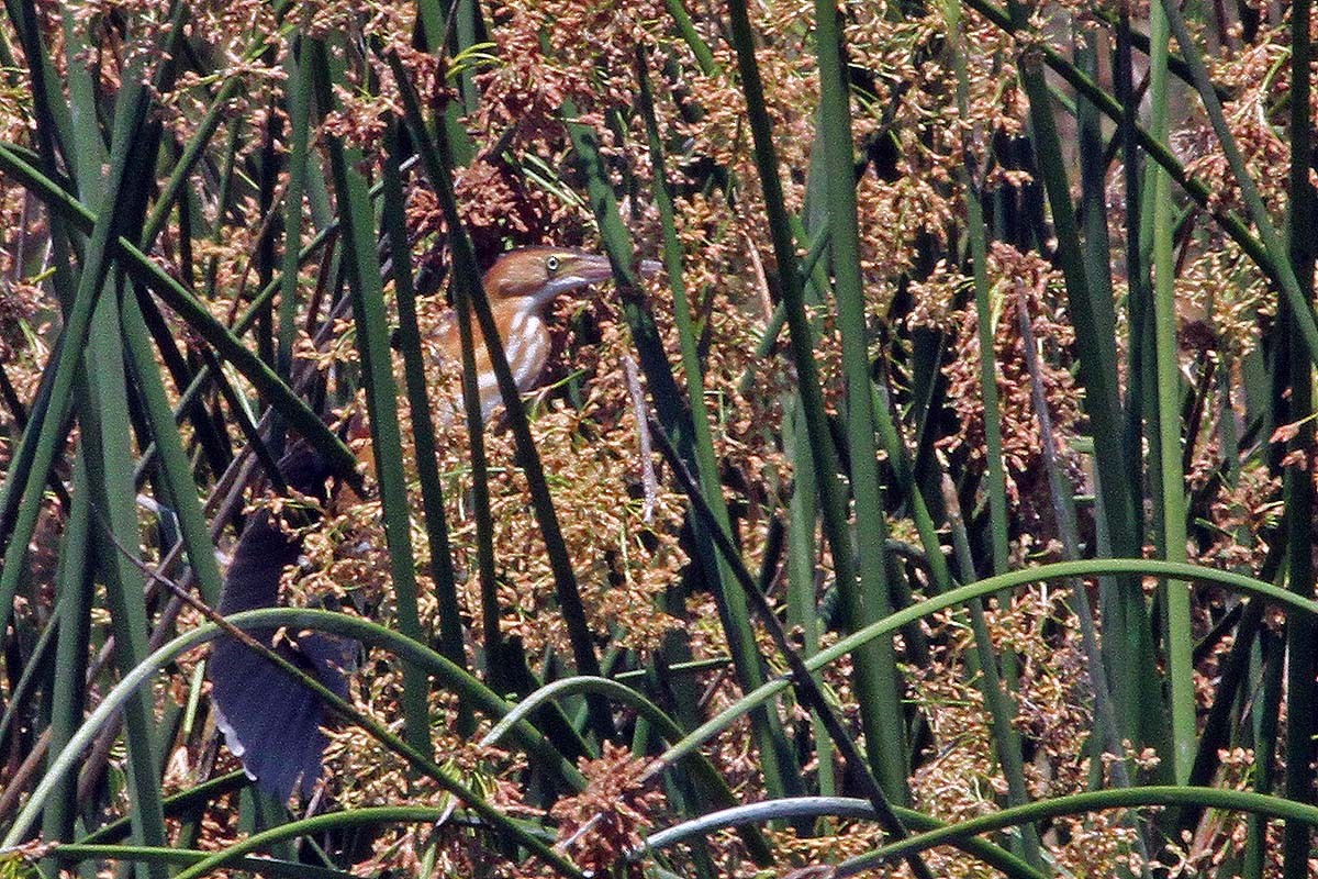 Least Bittern - ML595833751