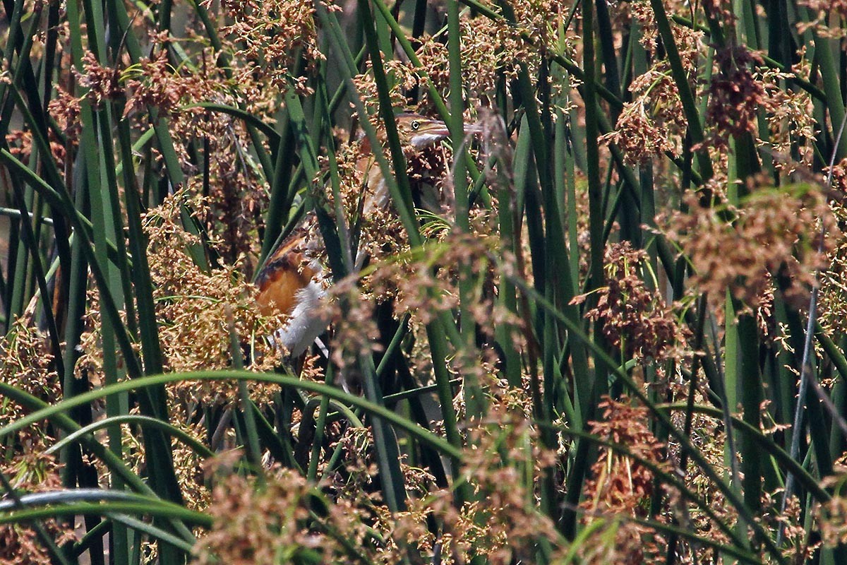 Least Bittern - ML595833761
