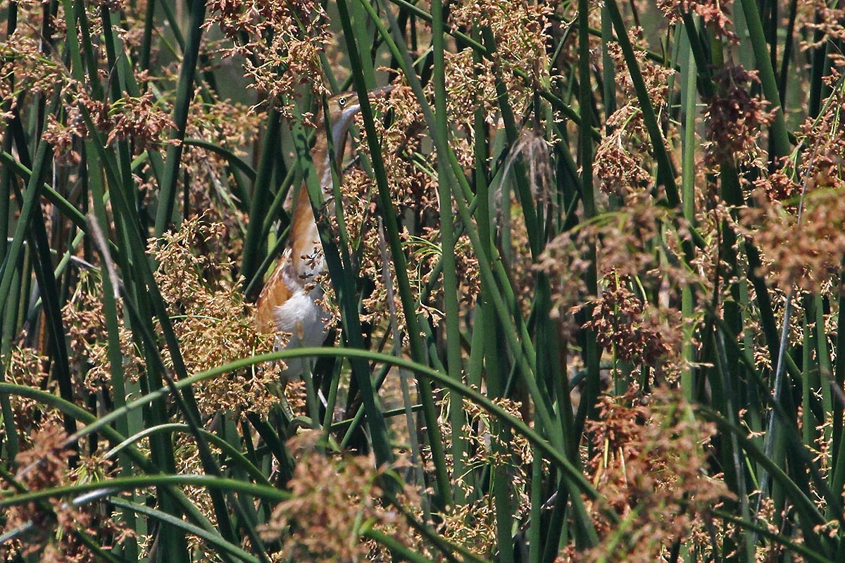 Least Bittern - ML595833771
