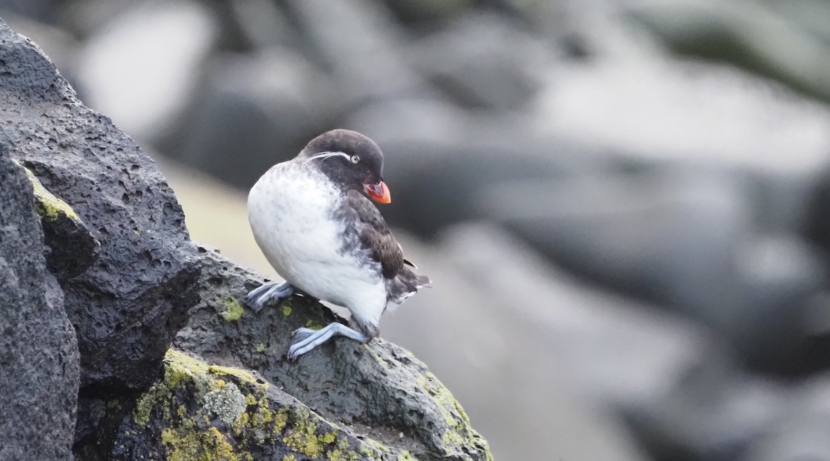 Parakeet Auklet - ML595834131