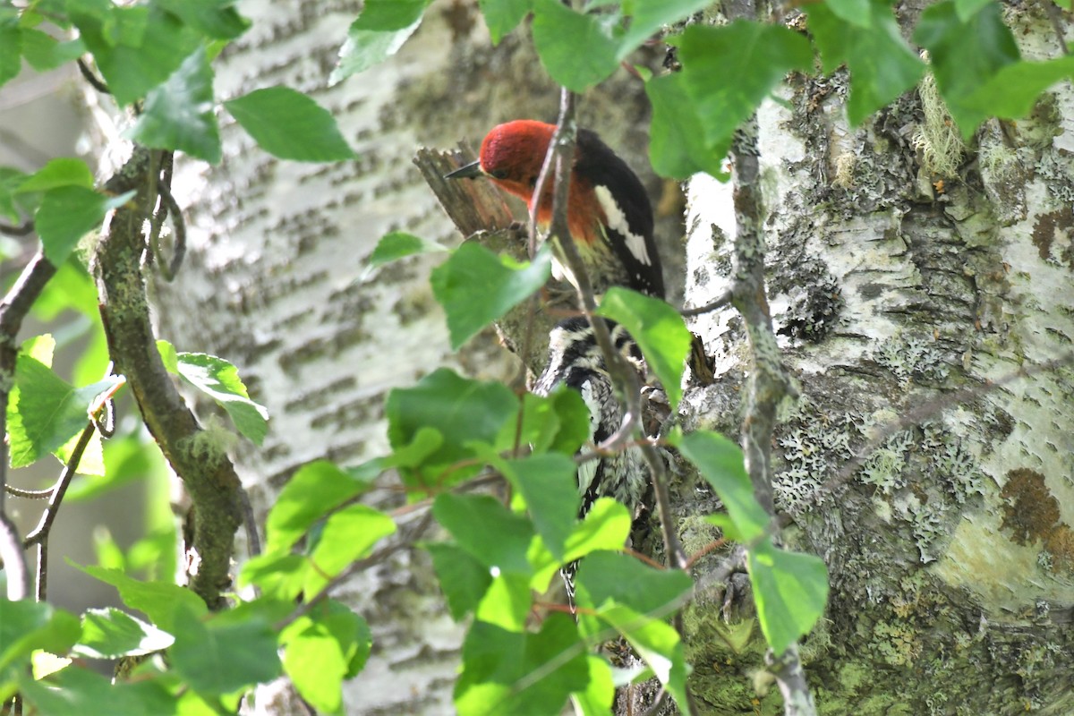 Yellow-bellied Sapsucker - Timothy Piranian