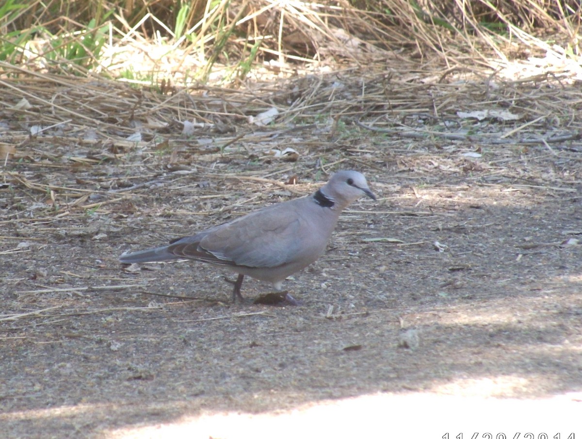 Ring-necked Dove - ML595835101