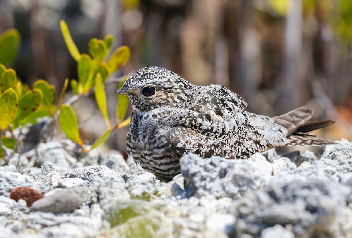 Antillean Nighthawk - Carlos Sanchez