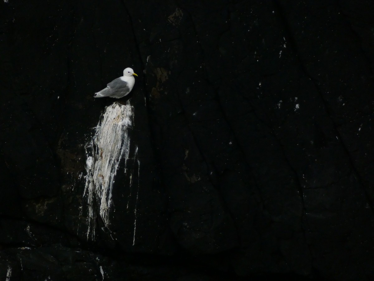 Black-legged Kittiwake - Nathanael Poffley