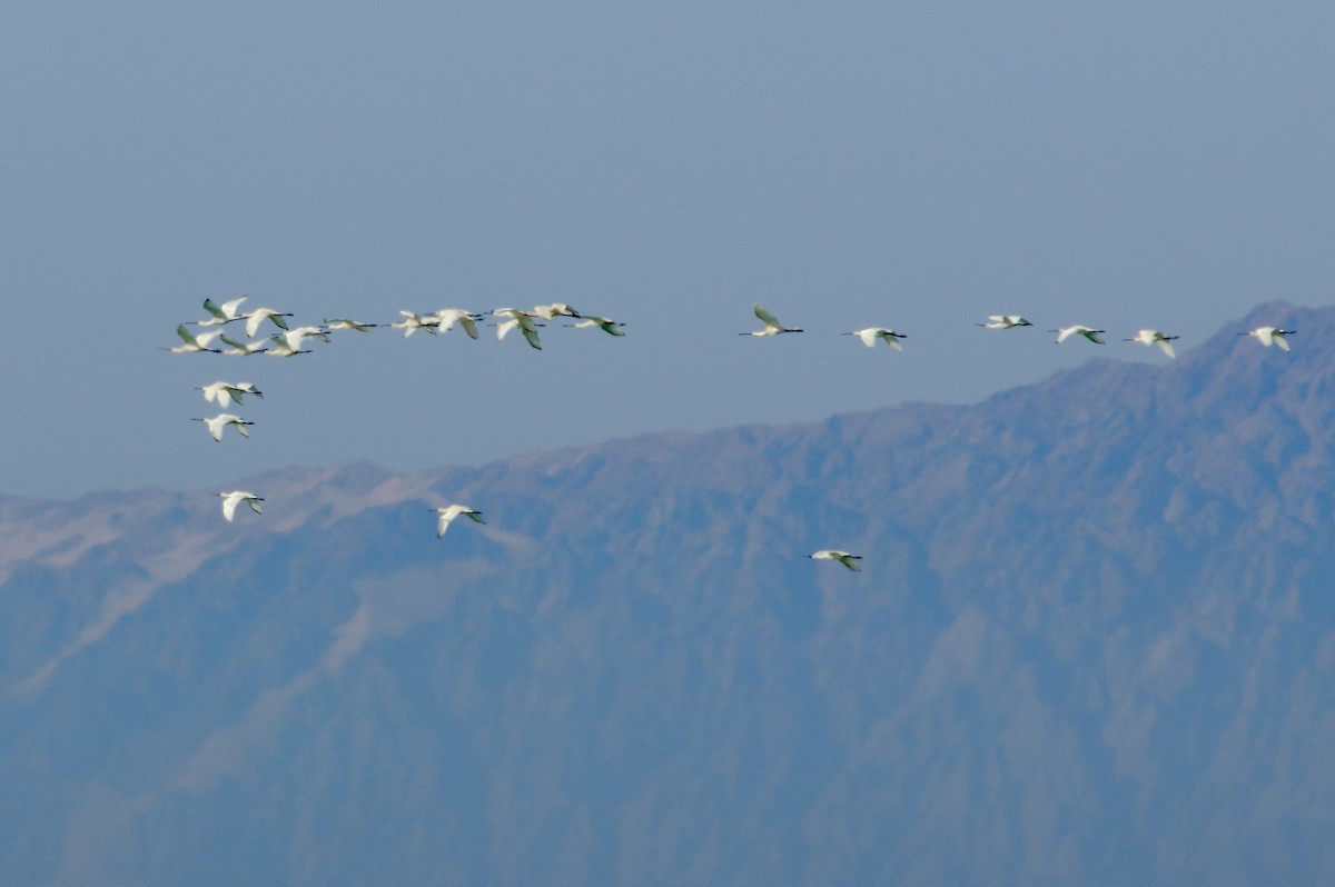 Eurasian Spoonbill - ML59583631