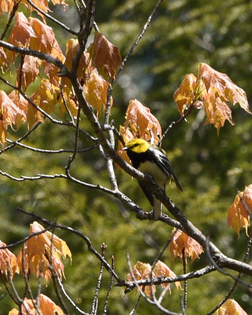 Black-throated Green Warbler - ML595836701