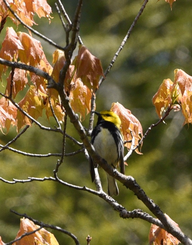 Black-throated Green Warbler - Wendy Hill