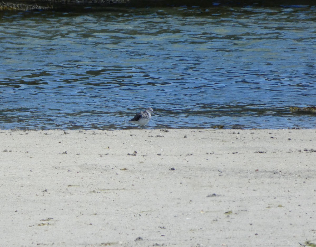 Common Greenshank - ML595837241