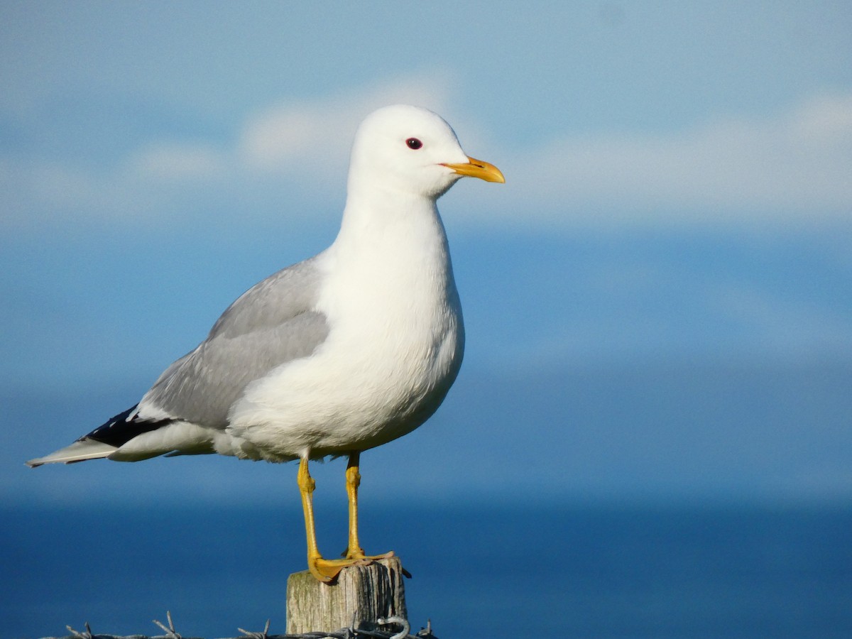 Common Gull - ML595837321