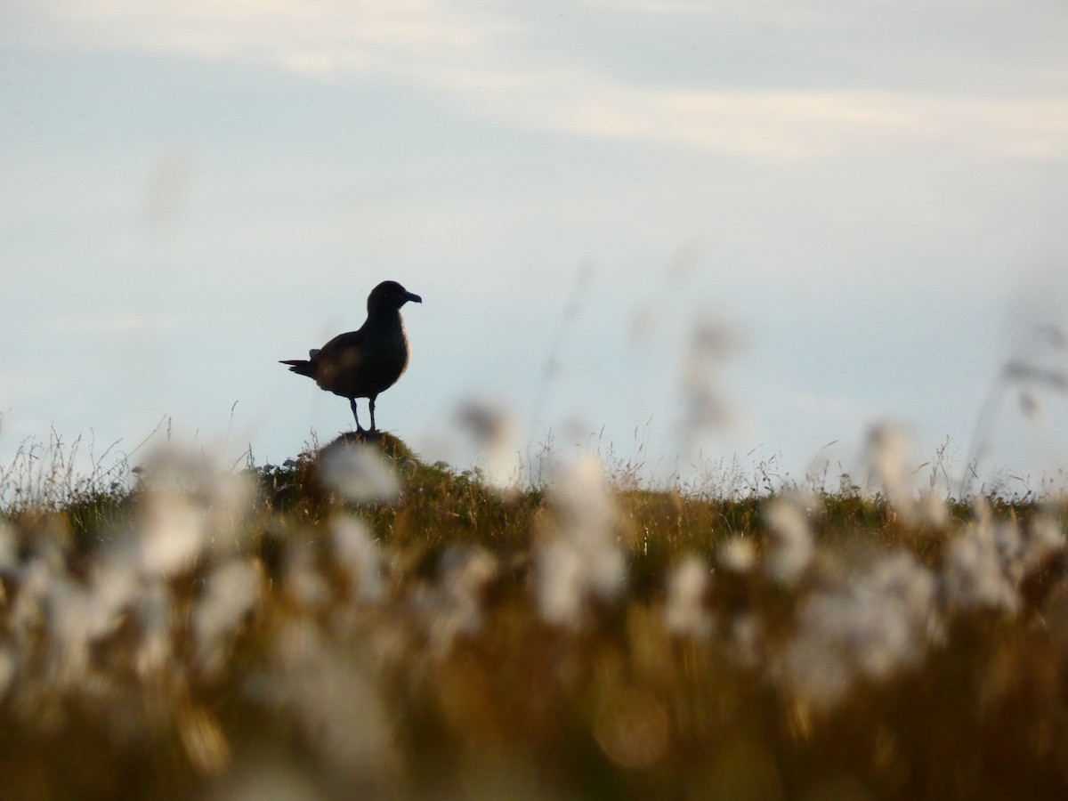 Great Skua - ML595837531