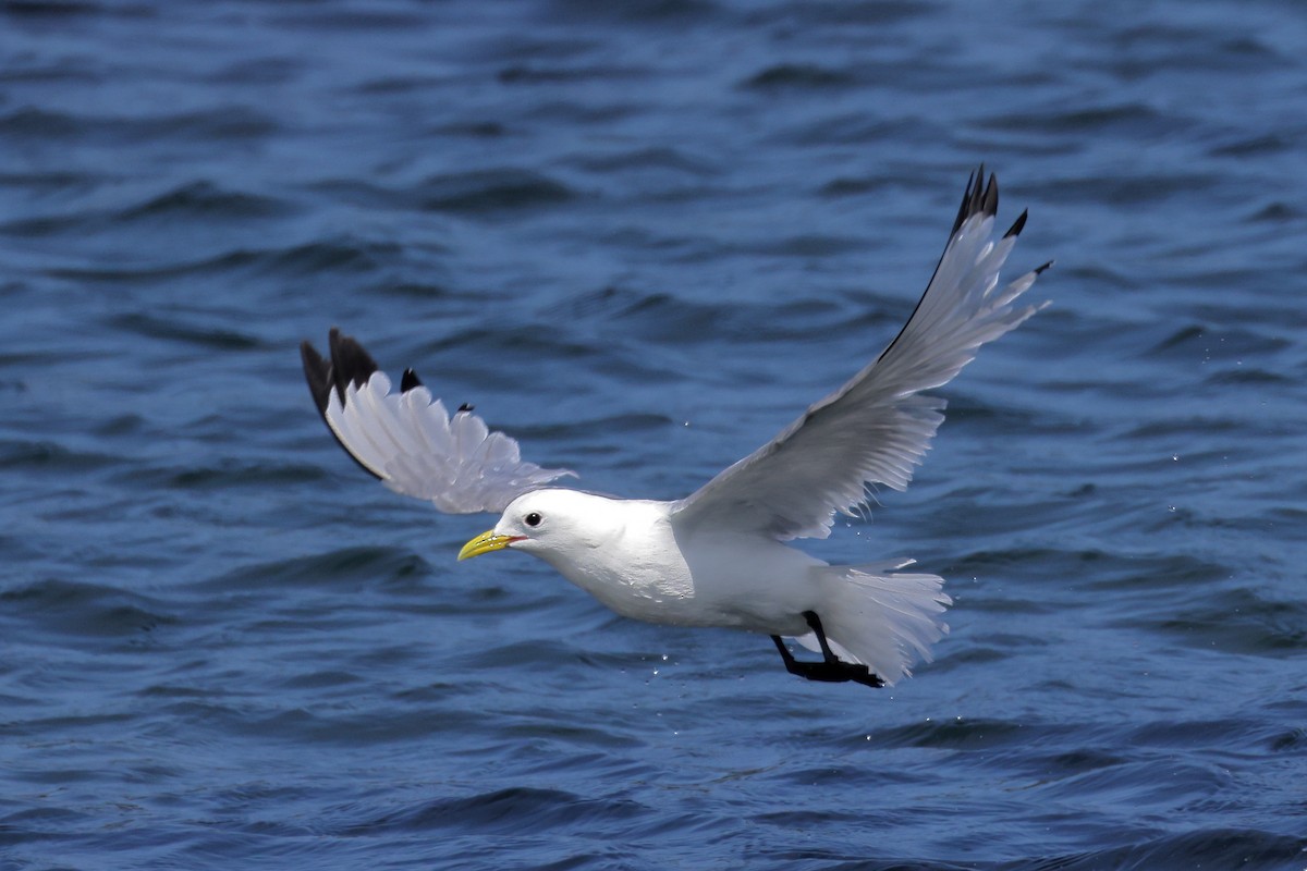 Black-legged Kittiwake - ML595837621