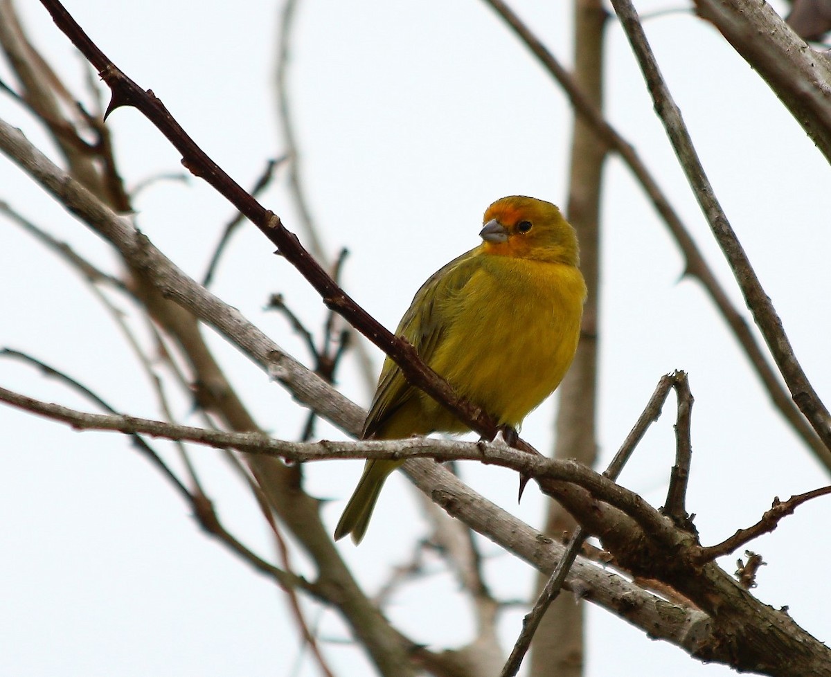 Saffron Finch - ML59583811