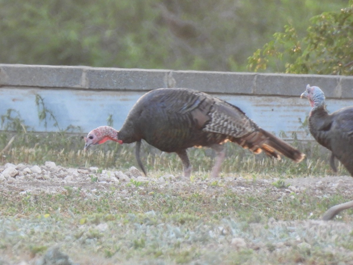 Wild Turkey - ML595838551