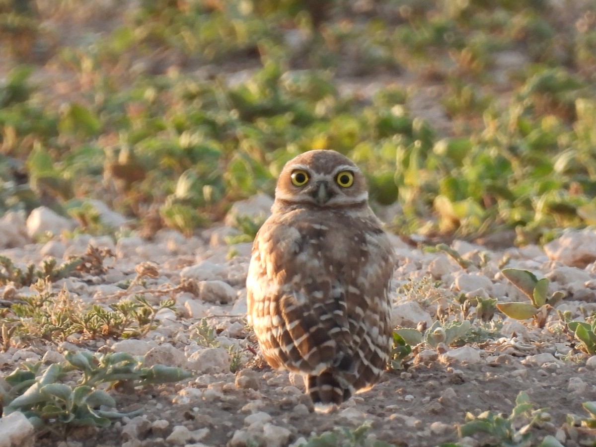 Burrowing Owl - ML595838791