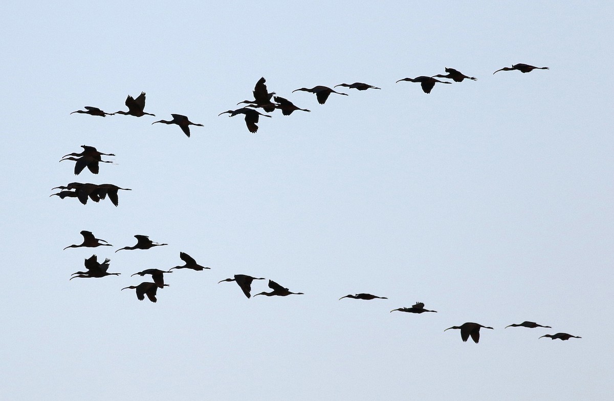 Glossy Ibis - ML595838811