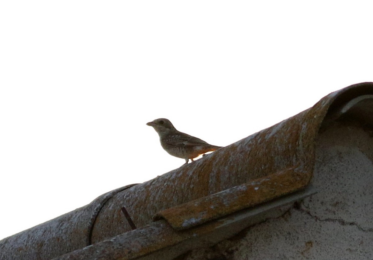 Woodchat Shrike - ML595839251