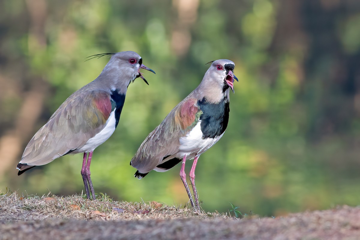 Southern Lapwing - Fábio Giordano