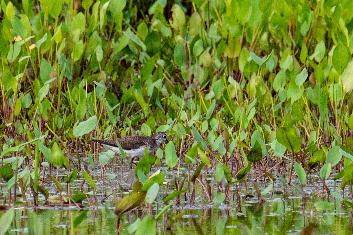 Solitary Sandpiper - Joshua  Vincent