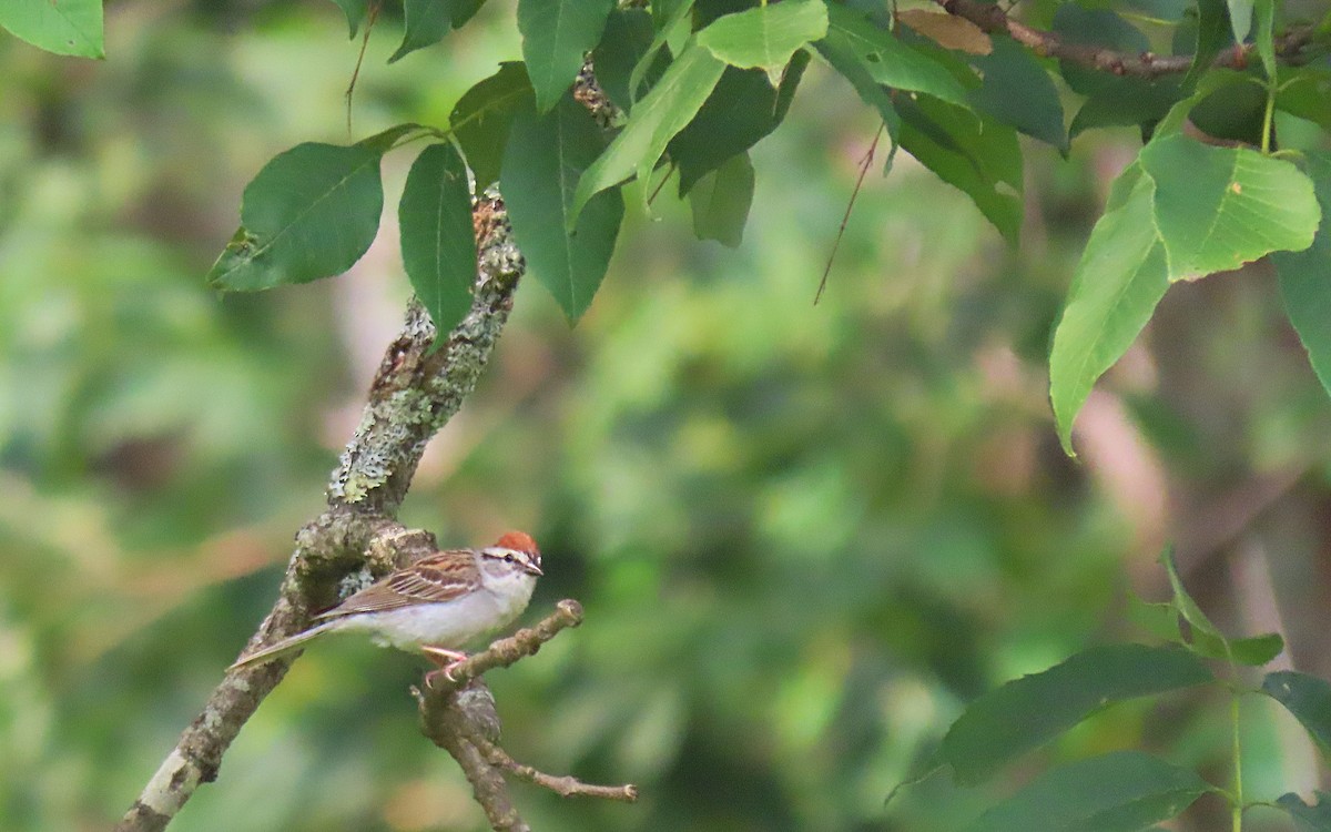 Chipping Sparrow - ML595839611