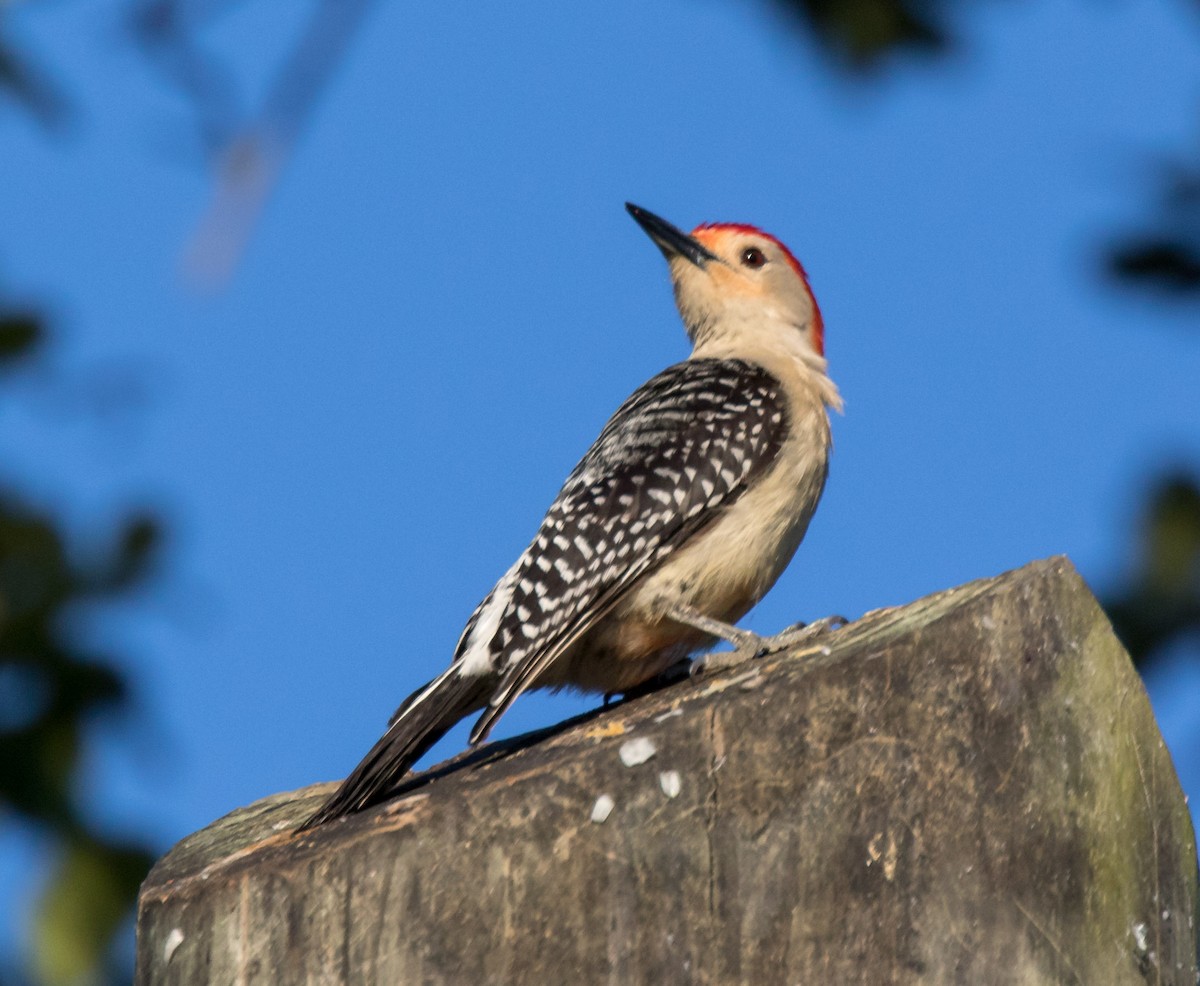 Red-bellied Woodpecker - ML59584021