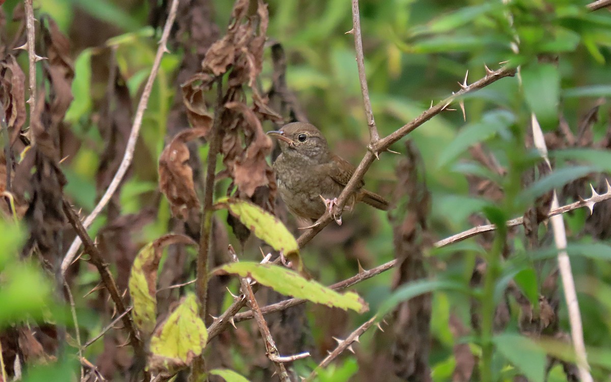 House Wren - ML595840391