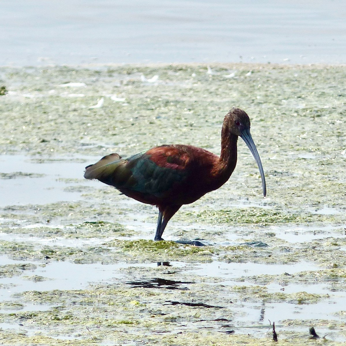 White-faced Ibis - Jennifer Bryden