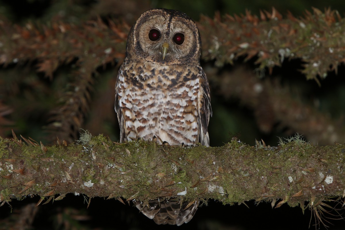 Rusty-barred Owl - Ian Thompson