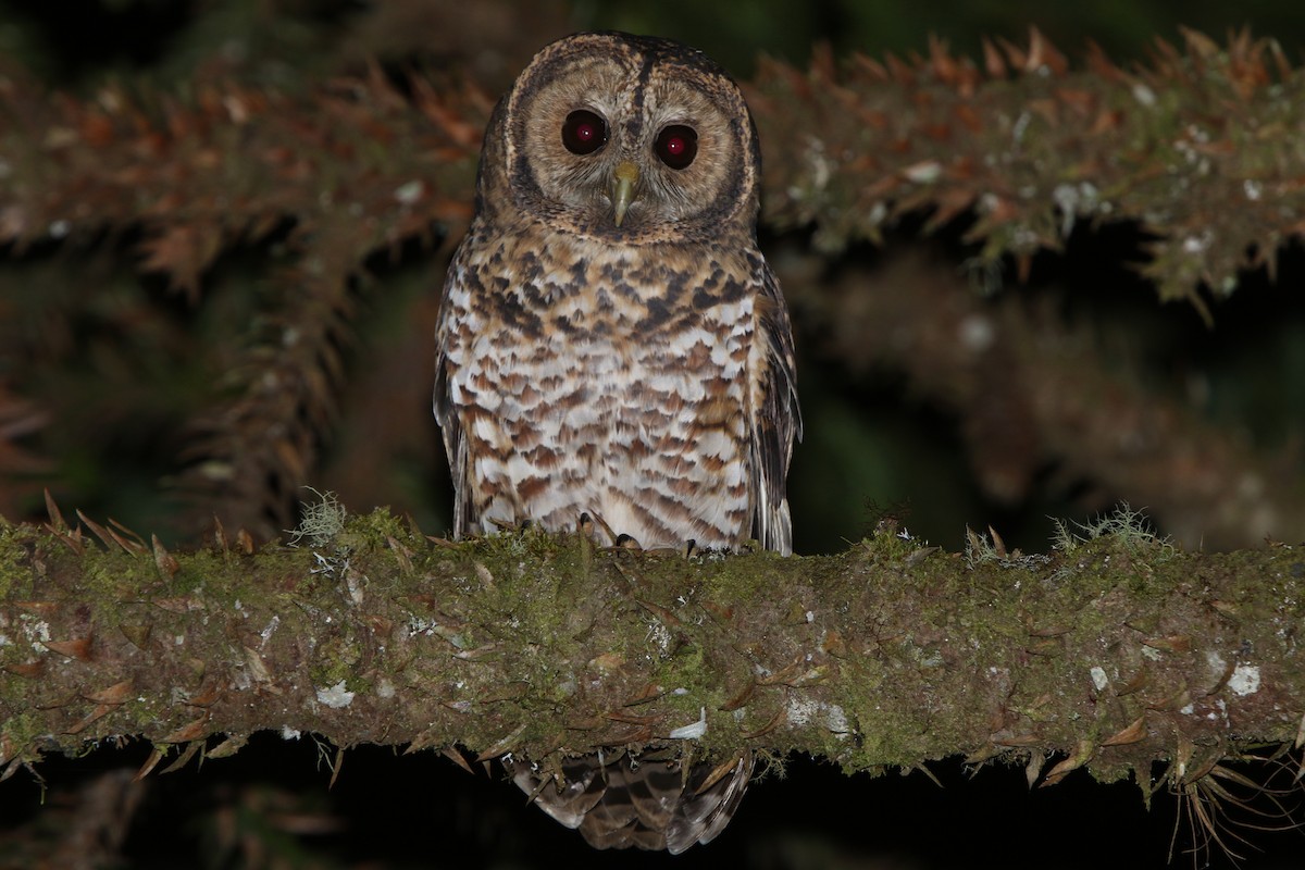 Rusty-barred Owl - ML59584121