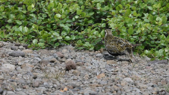 European Golden-Plover - ML595841221