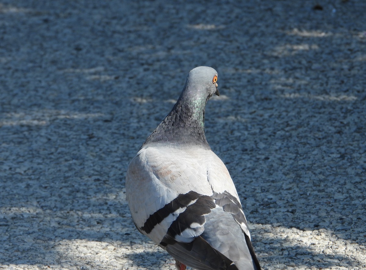 Сизый голубь (Одомашненного типа) - ML595841341