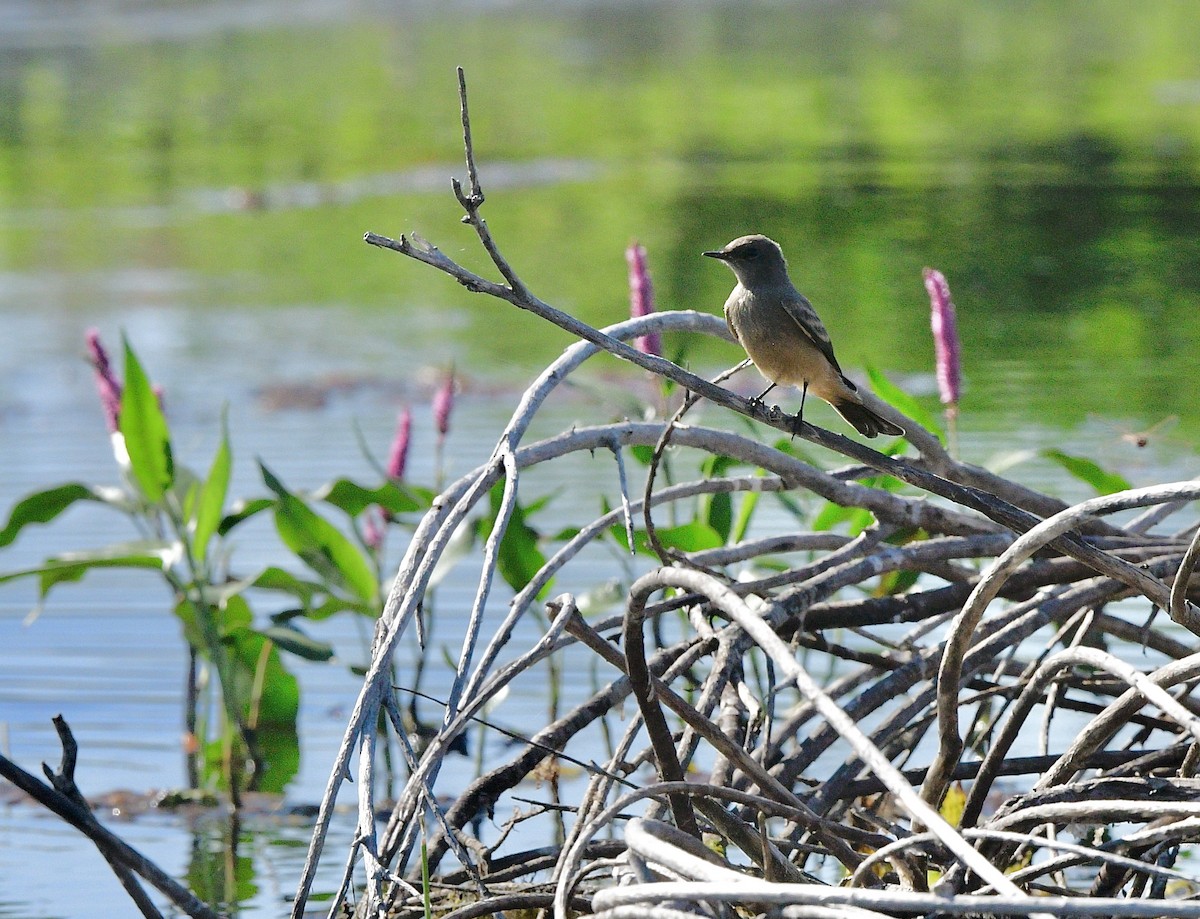 Say's Phoebe - Norman Eshoo