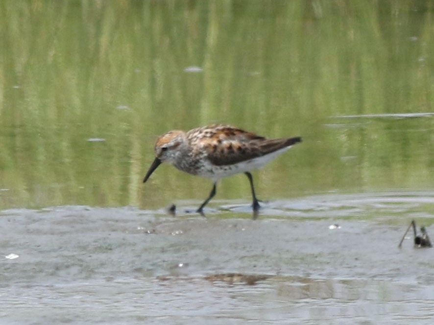 beringsnipe - ML595841991