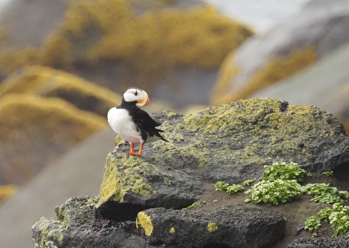 Horned Puffin - ML595842241