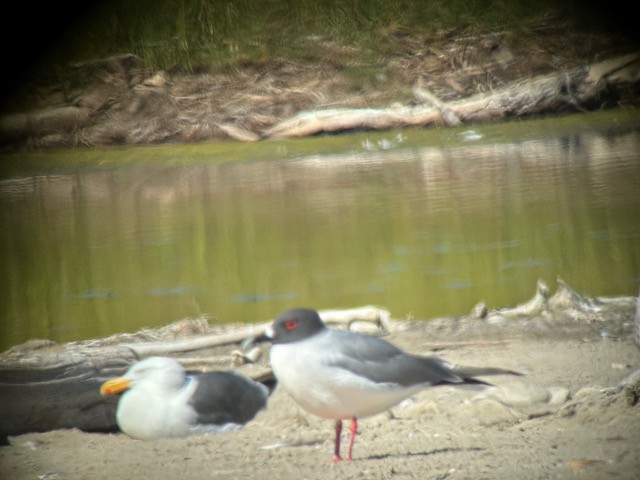 Swallow-tailed Gull - ML595842421