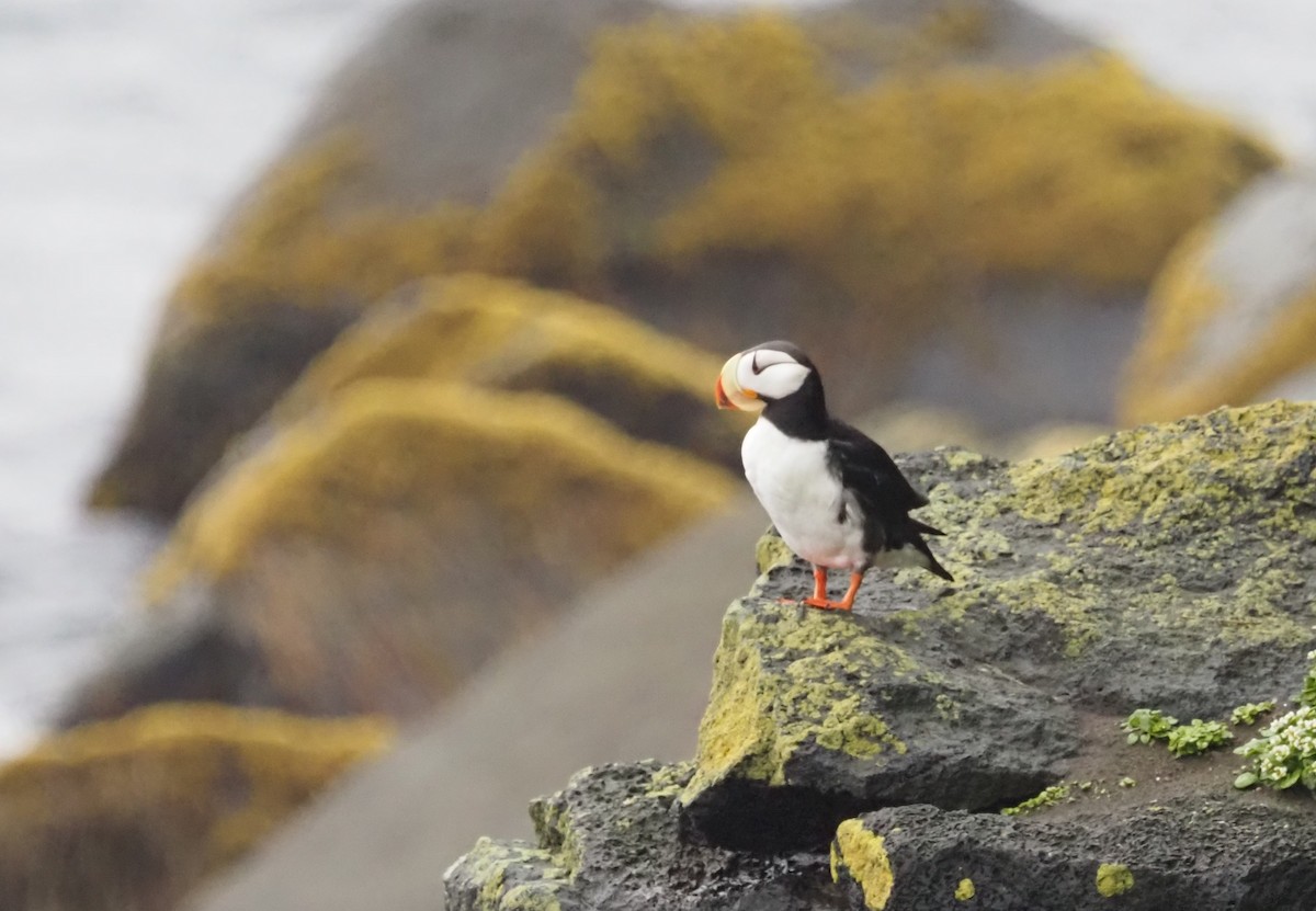 Horned Puffin - ML595842941
