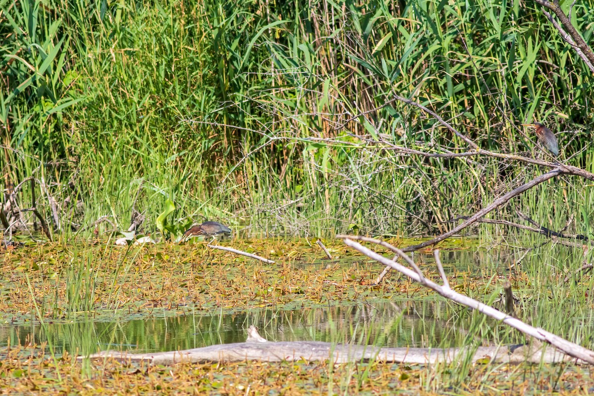 Green Heron - ML595843511